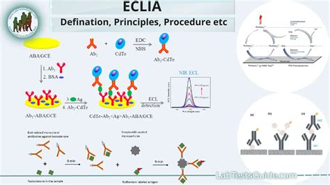 anti vegf elisa kit|what is electrochemiluminescence immunoassay.